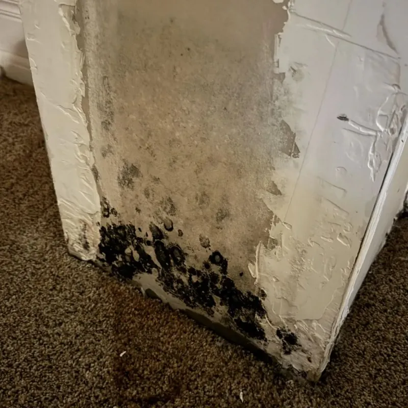 Professional Mold Removal in Clayton, NM